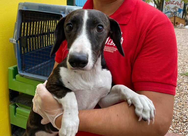 multimedia-foto74860-621-1