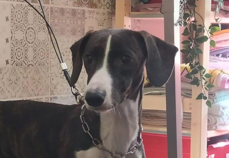 multimedia-foto74872-993-1