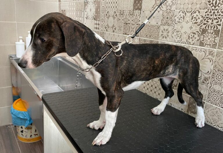 multimedia-foto74873-993-1