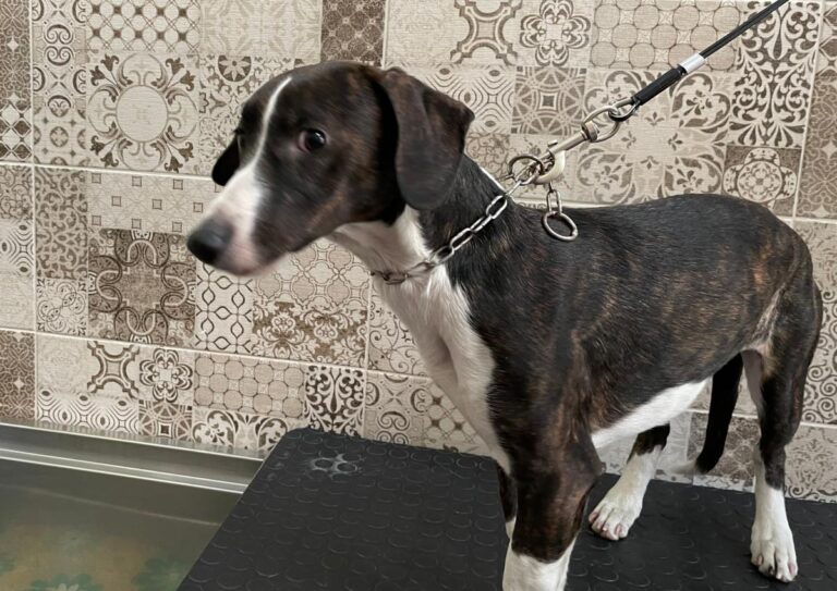 multimedia-foto74874-993-1