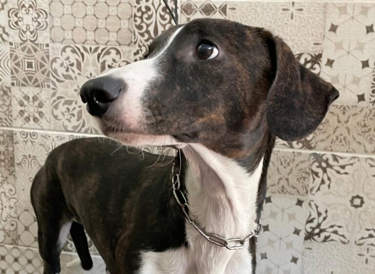 multimedia-foto74875-993-1