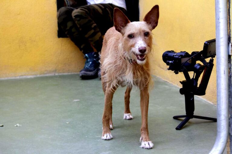 multimedia-foto74887-495-1