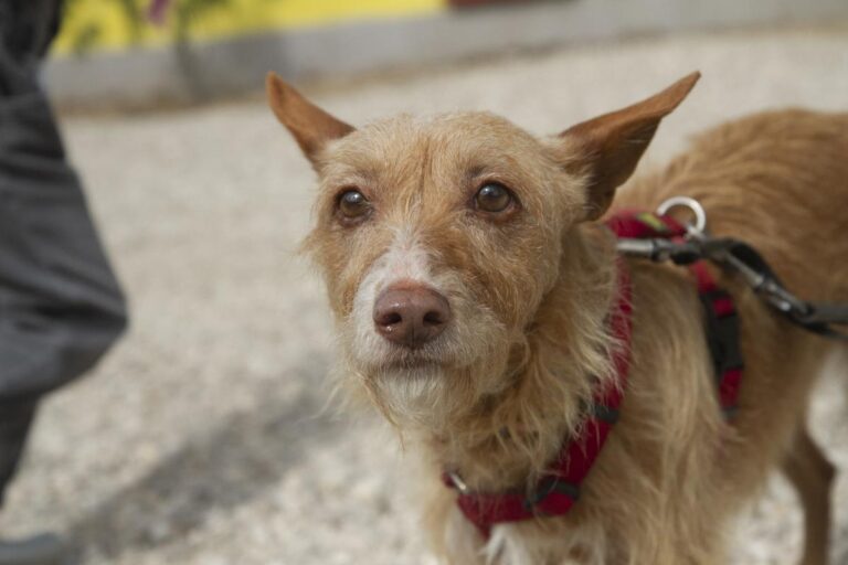 multimedia-foto74894-496-1