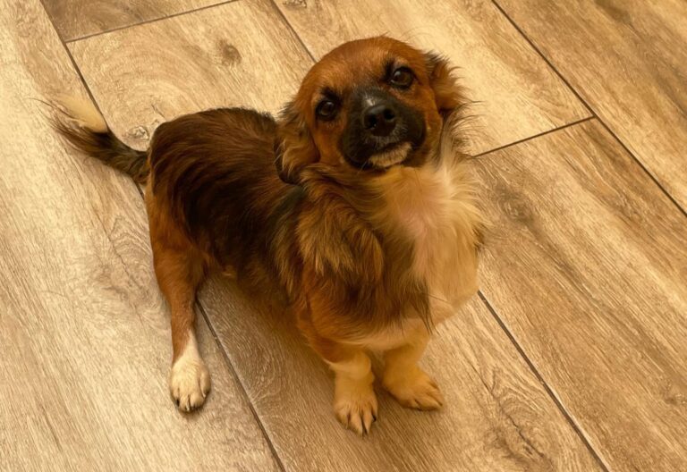 multimedia-foto74911-996-1