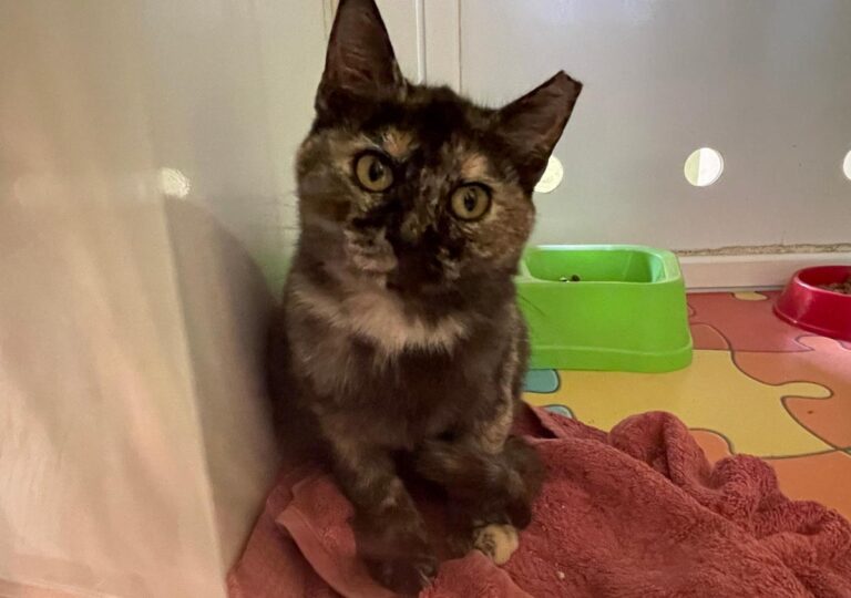 multimedia-foto74915-315-1