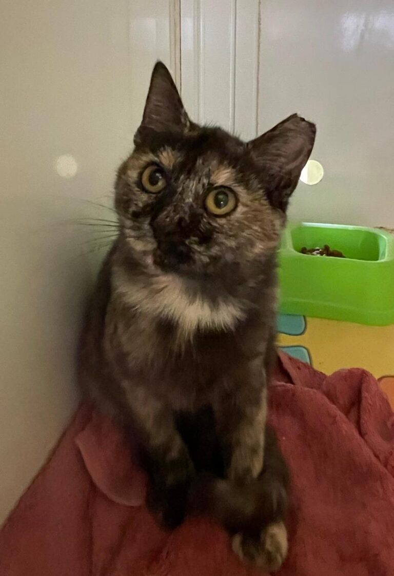 multimedia-foto74916-315-1