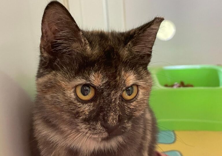 multimedia-foto74919-316-1