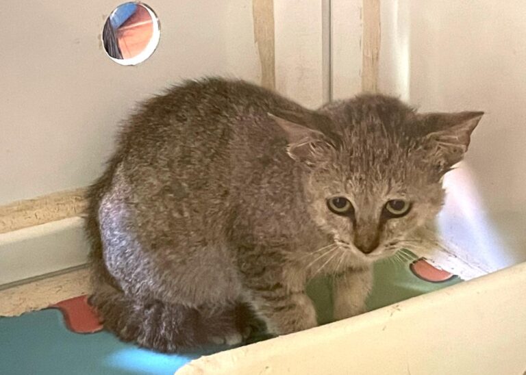 multimedia-foto74934-859-1