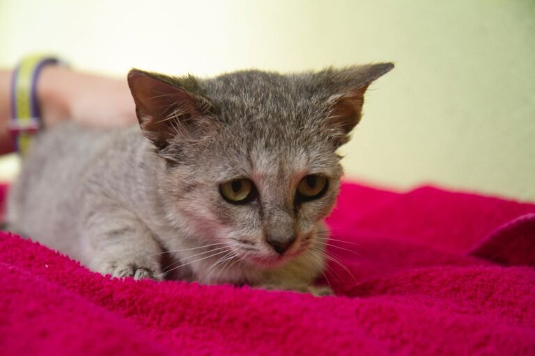 multimedia-foto74938-860-1