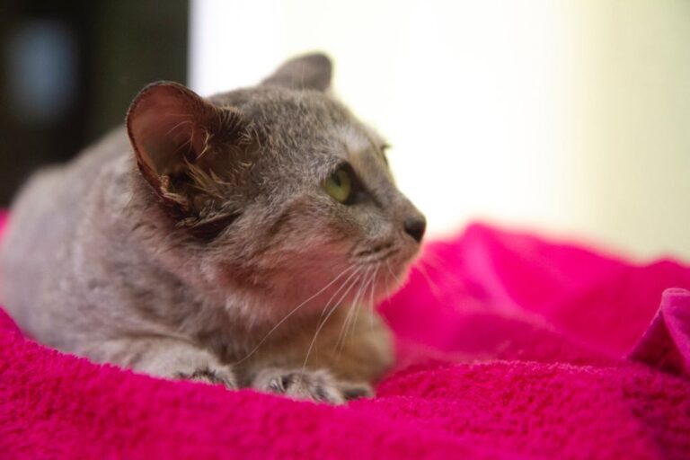 multimedia-foto74940-860-1