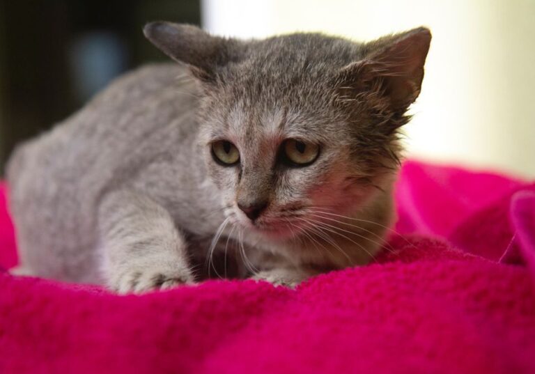 multimedia-foto74941-860-1