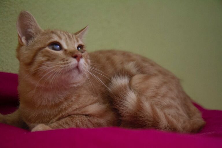 multimedia-foto74942-452-1