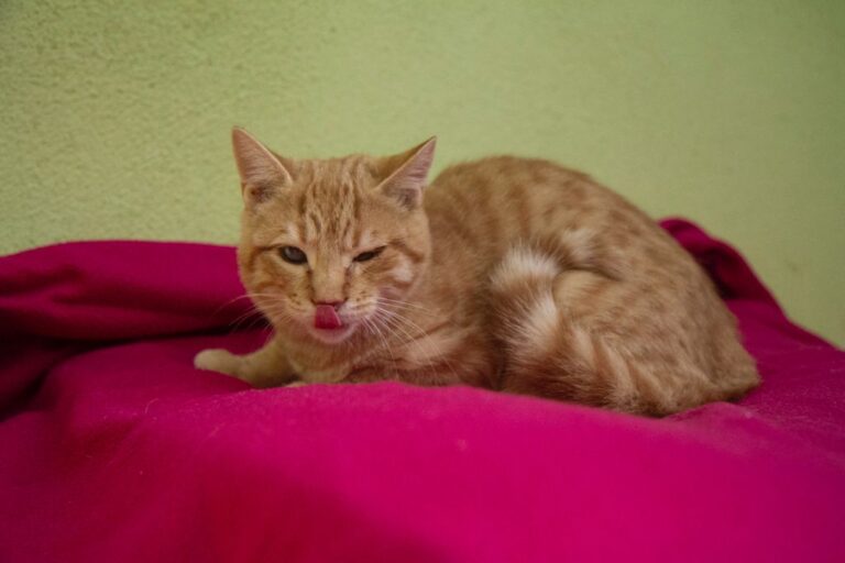 multimedia-foto74943-453-1