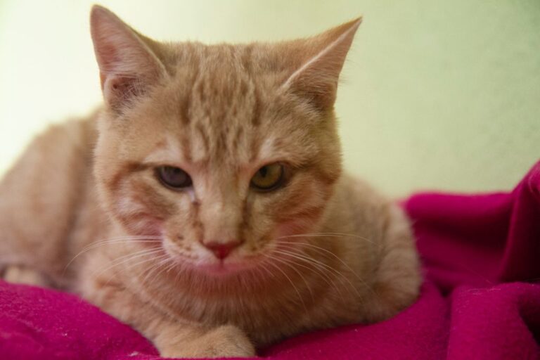 multimedia-foto74945-453-1