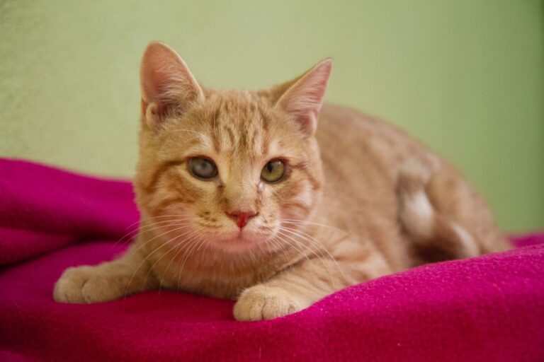 multimedia-foto74946-453-1