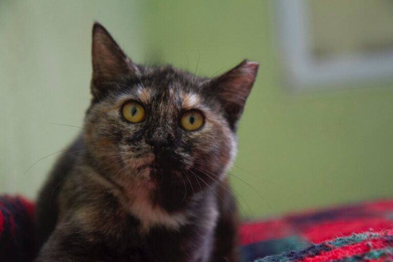 multimedia-foto74951-547-1