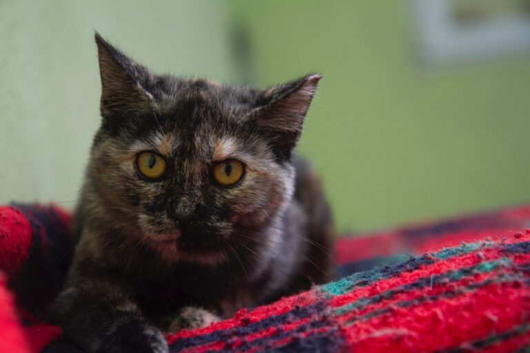 multimedia-foto74952-547-1