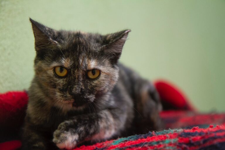 multimedia-foto74953-547-1