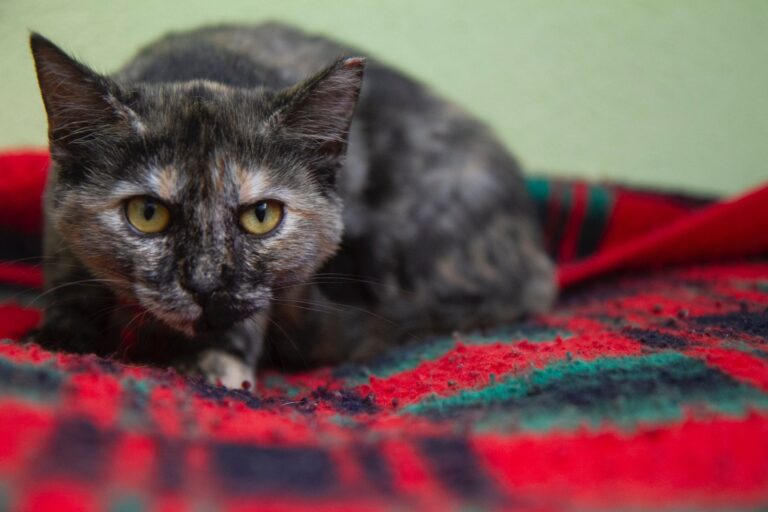 multimedia-foto74954-548-1