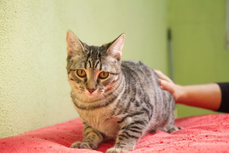 multimedia-foto74955-631-1