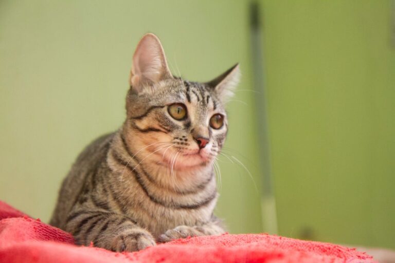 multimedia-foto74956-631-1