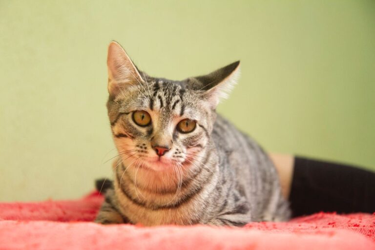 multimedia-foto74957-631-1