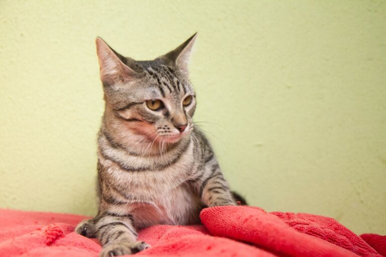 multimedia-foto74958-632-1