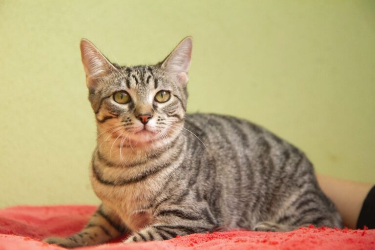 multimedia-foto74959-632-1