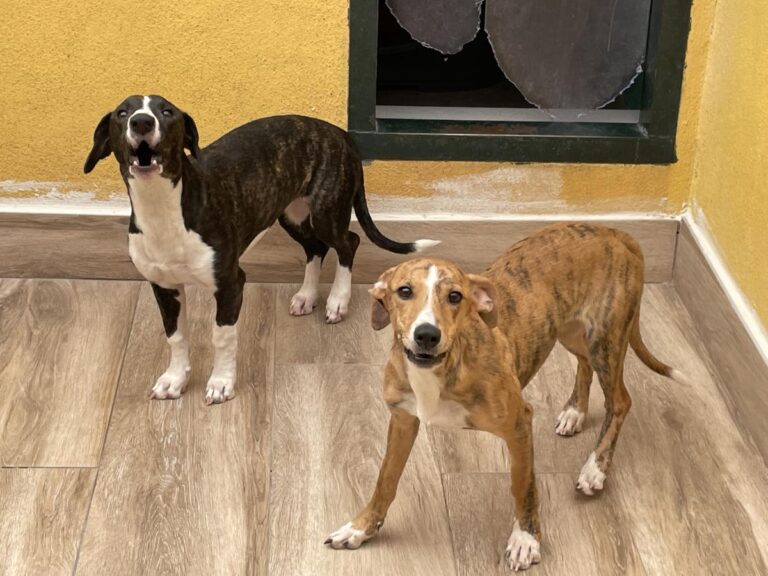 multimedia-foto74965-915-1