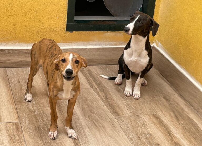 multimedia-foto74966-916-1