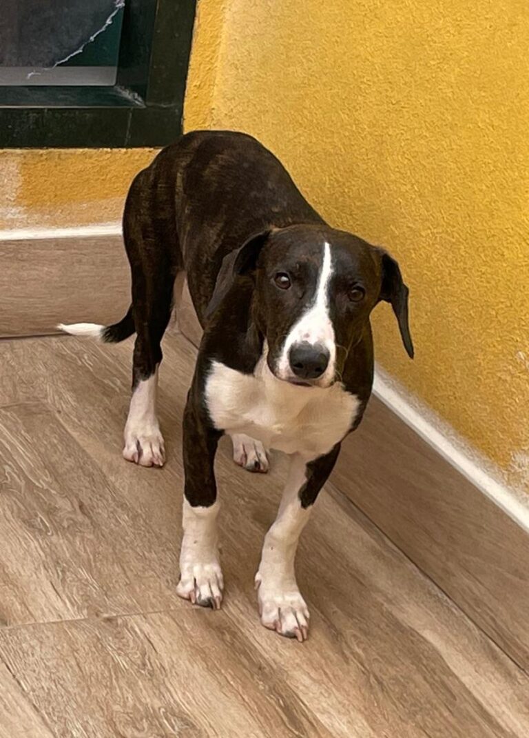 multimedia-foto74967-916-1