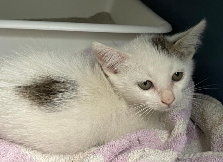 multimedia-foto74987-381-1