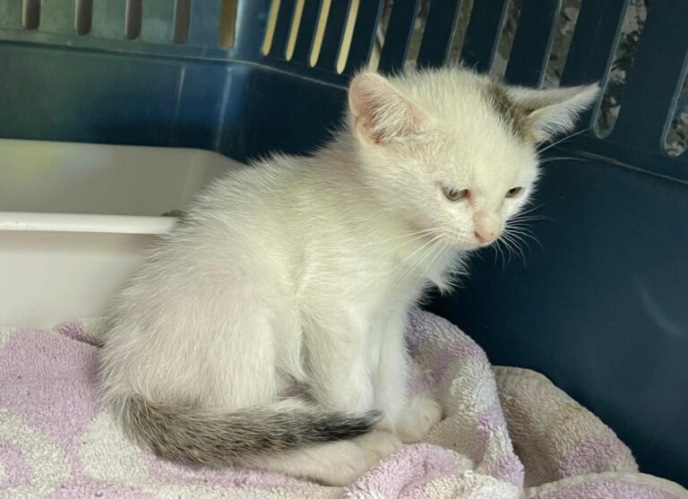 multimedia-foto74988-381-1