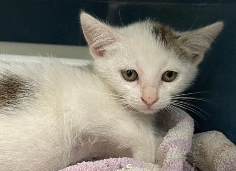 multimedia-foto74989-381-1