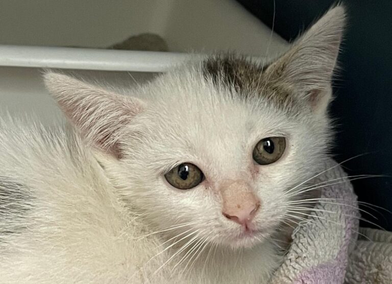 multimedia-foto74990-381-1