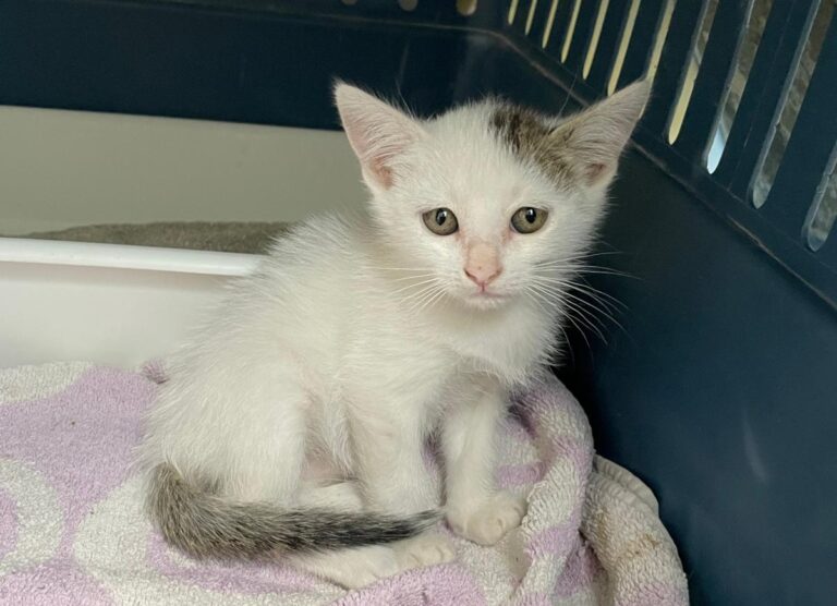 multimedia-foto74991-382-1