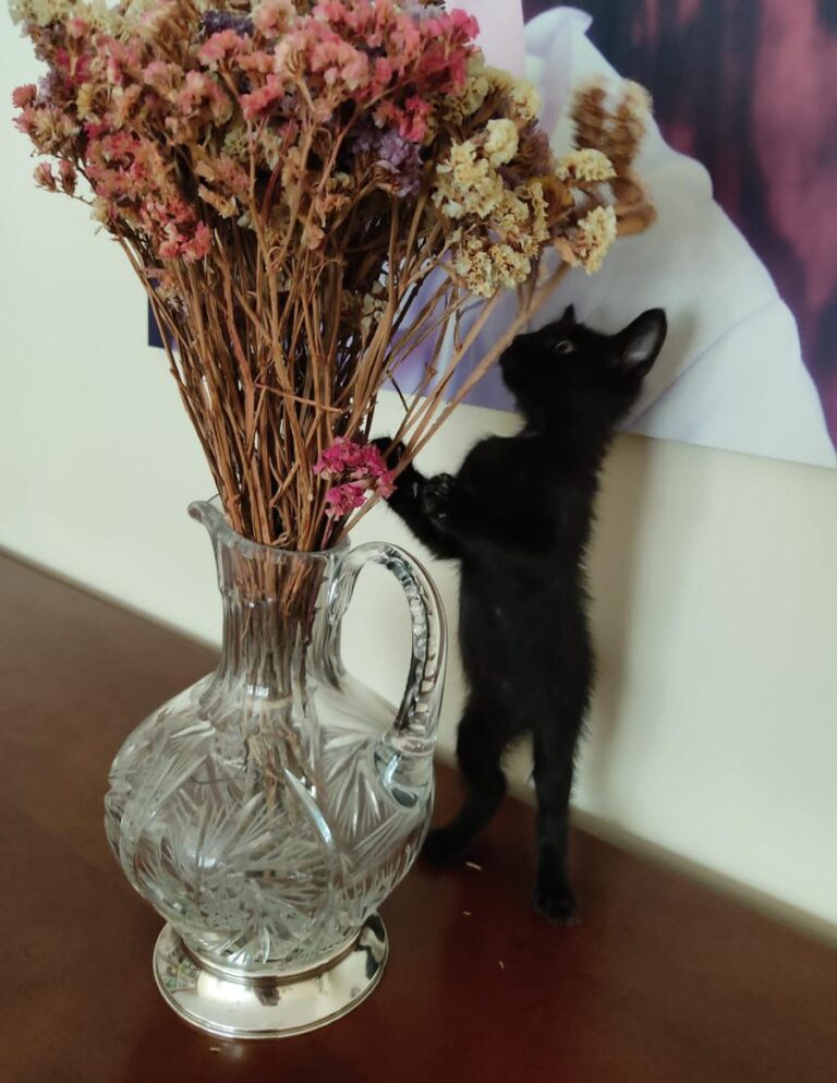 multimedia-foto74992-725-1