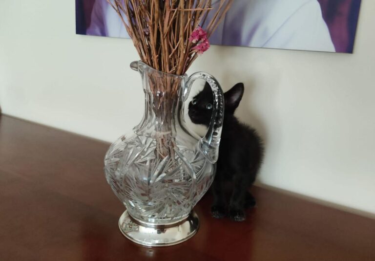 multimedia-foto74993-725-1