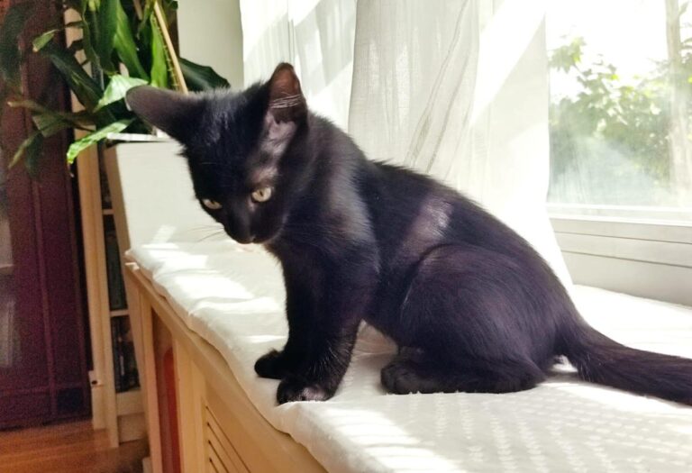 multimedia-foto74994-725-1