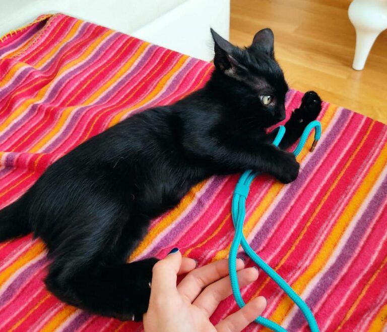 multimedia-foto74995-725-1