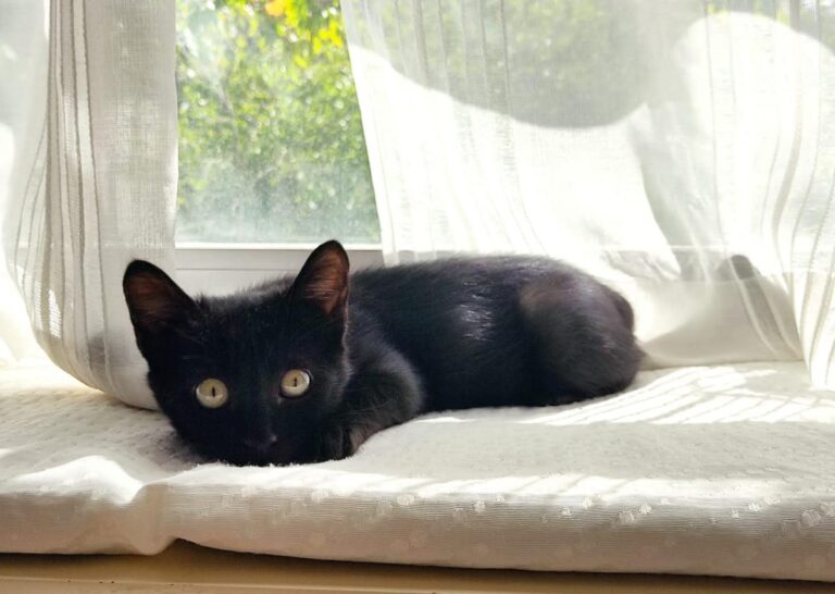 multimedia-foto74997-726-1