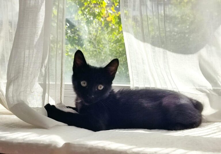 multimedia-foto74998-726-1