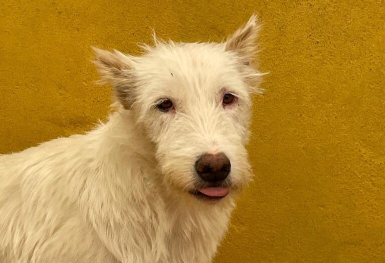 multimedia-foto75022-728-1