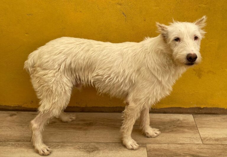 multimedia-foto75023-728-1