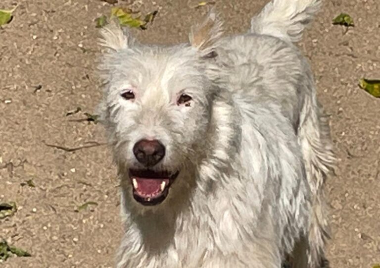 multimedia-foto75031-730-1