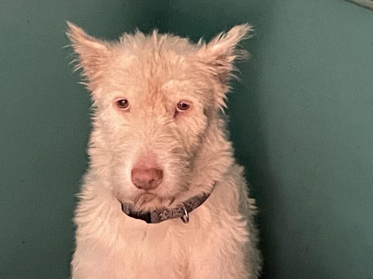 multimedia-foto75072-492-1