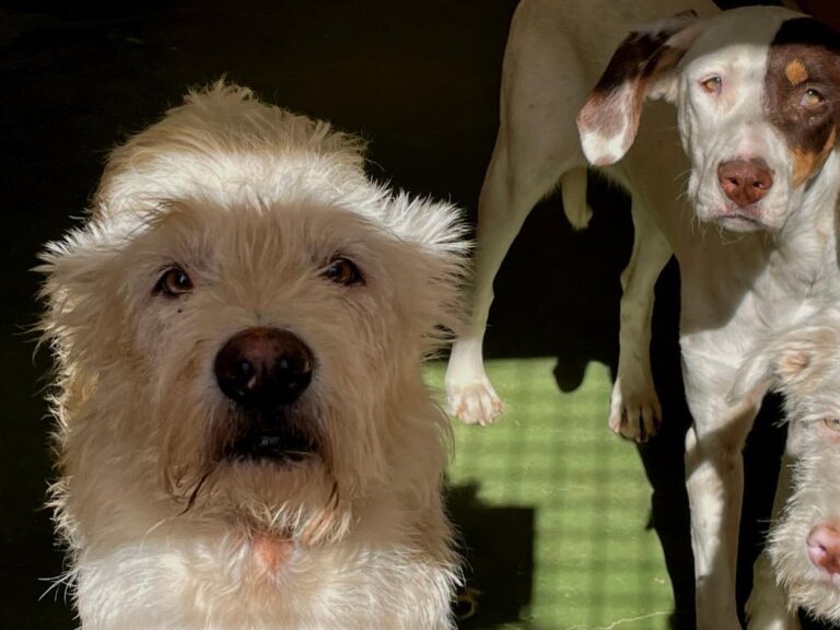 multimedia-foto75121-441-1