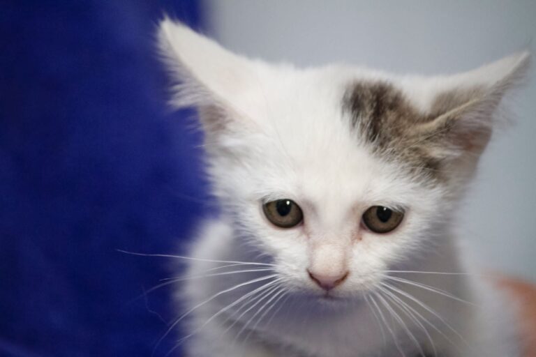 multimedia-foto75141-941-1