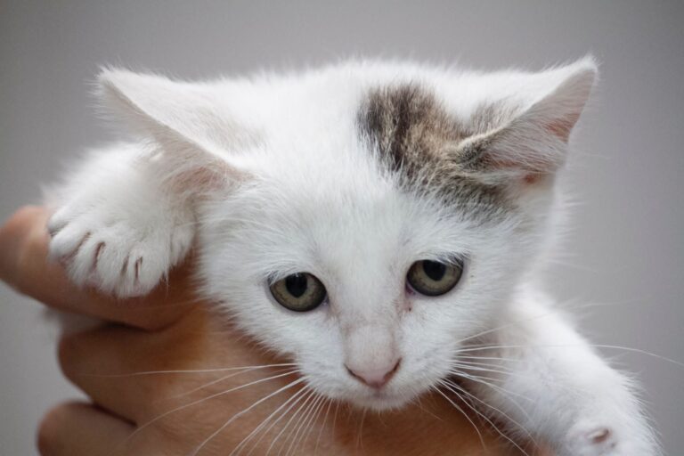 multimedia-foto75142-941-1