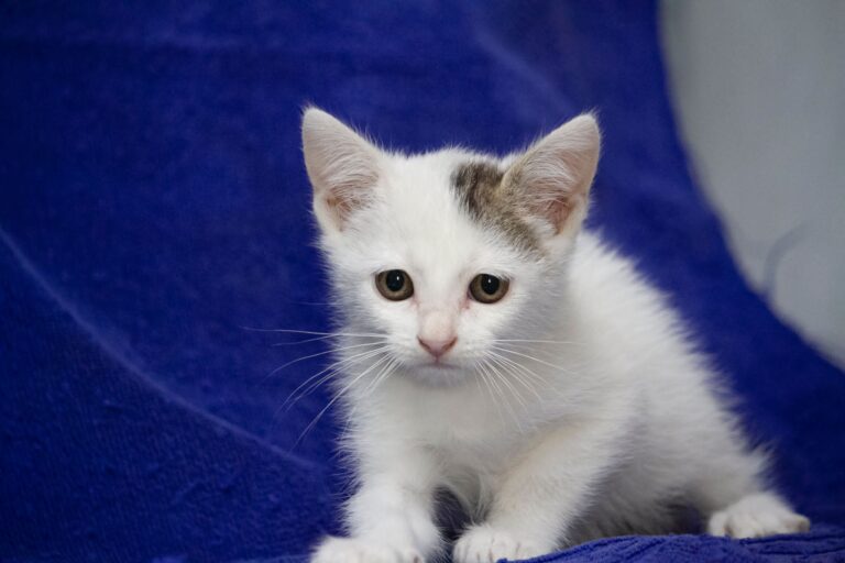 multimedia-foto75143-942-1